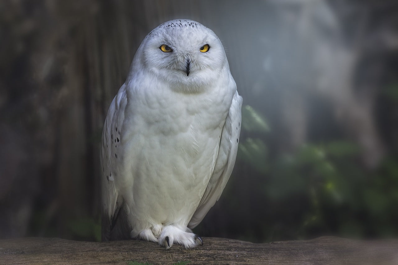 Rêver de Chouette Blanche