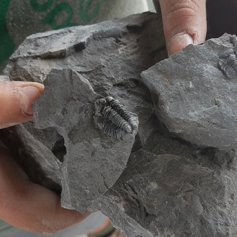 Digging Up New York's History: Fossils in Western NY – New York Makers
