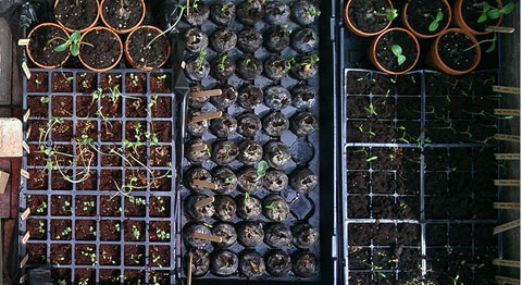 Starting Seeds Indoors