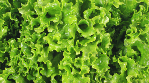 closeup of romaine lettuce