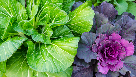 Closeup of Bok Choy and ornamental cabbage