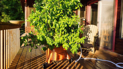 a Garden Tower® growing a large amount of basil on a patio
