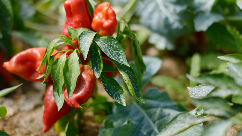 a closeup of a fungal infection on a pepper plant