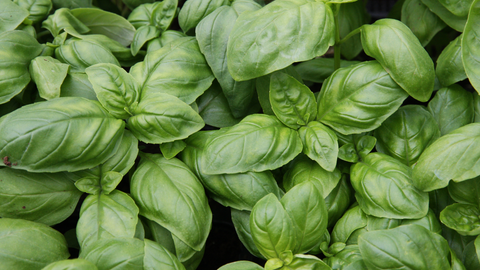 a closeup of a healthy, organic basil plant