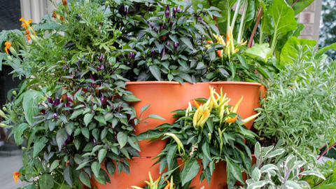 a closeup of a wide variety of vegetables and herbs growing in a vertical vegetable garden