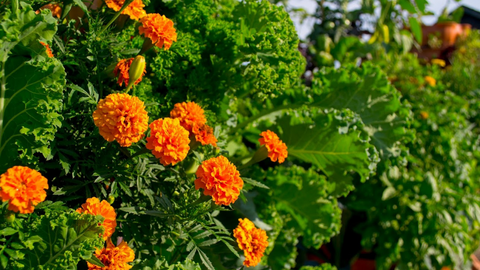 a closeup of beautiful orange flowers growing amongst various greens in a vertical vegetable garden