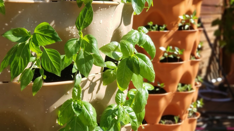 a closeup of freshly-watered basil thriving in a vertical vegetable garden