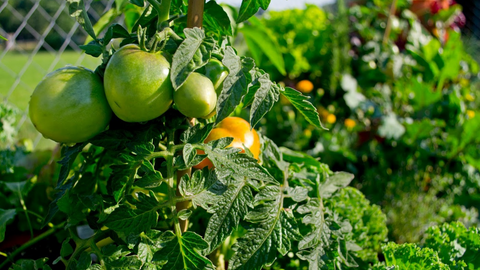 a closeup of healthy, organic tomatoes growing in the Garden Tower 2