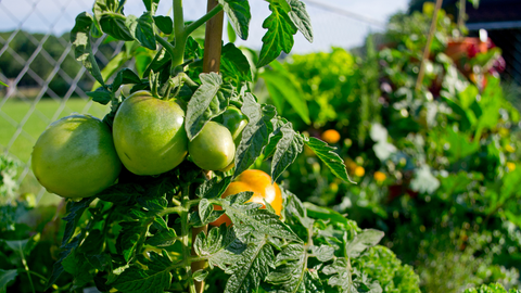 a closeup of tomatoes growing in a vertical vegetable garden