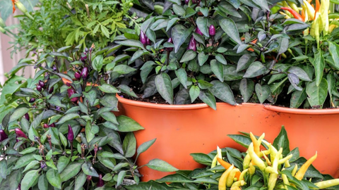 a closeup of various different peppers growing in a vertical vegetable garden