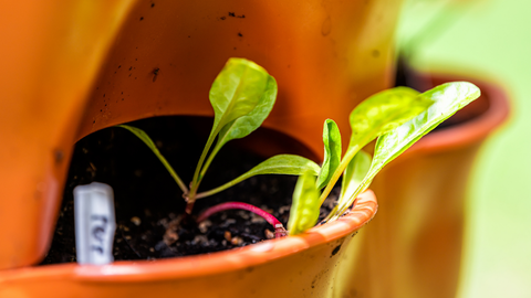 a closeup of young, small greens growing in a vertical vegetable garden