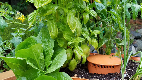 a large amount of basil growing on the top of a Garden Tower®