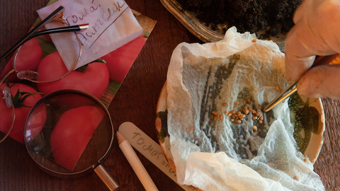 a person preserving tomato seeds for next season