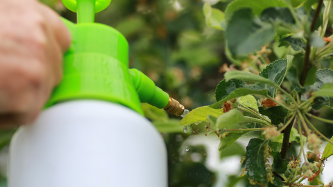 a person spraying harmful pesticides in the garden