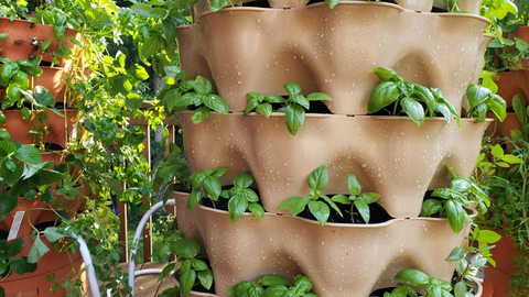 a sandstone Garden Tower® growing young basil leaves