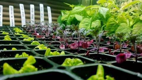 a variety of different herb and vegetable seedlings being started indoors before being planted in a vertical vegetable garden