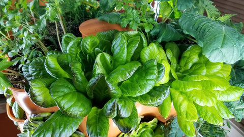 a variety of different herbs, greens, and vegetables growing indoors in a Garden Tower® vertical vegetable garden