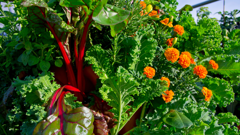 a variety of vegetables and flowers growing in a vertical vegetable garden