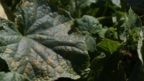 a yellowing, wilted leaf from a vegetable plant