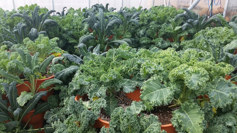 an abundance of kale growing in multiple vertical vegetable gardens