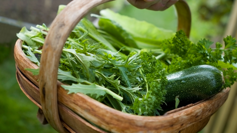 closeup of a basket of harvested arugula and other vegetables