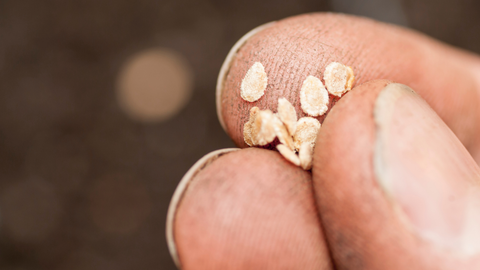 closeup of a person holding a few seeds with their fingers