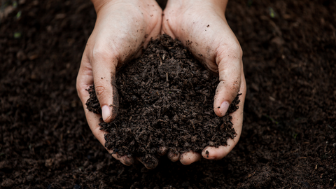 closeup of a person holding organic soil