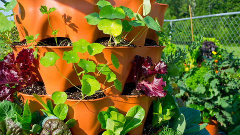 closeup of a variety of vegetables growing in a vertical vegetable garden