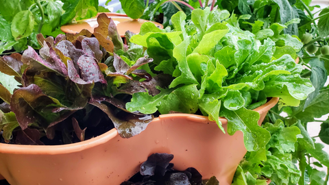 closeup of greens growing in a vertical vegetable garden