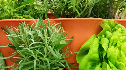 closeup of herbs and vegetables growing in a Garden Tower®