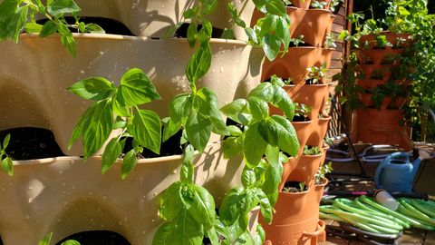 closeup of new plants in warm sandstone and terracotta Garden Towers®