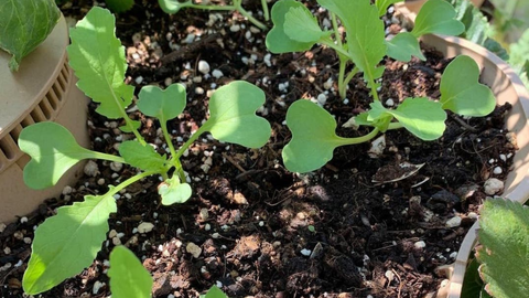 closeup of sprouts of plants in Garden Tower®