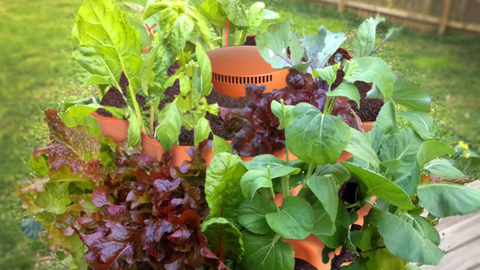 closeup of the top of a vertical vegetable garden