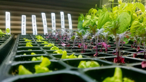 closeup of various herb, vegetable, and fruit seedlings growing indoors