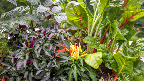 closeup of vegetables growing in Garden Tower®