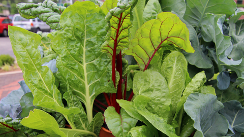 closeup of vegetables growing in Garden Tower®