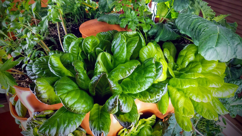 closeup of vegetables in a Garden Tower®