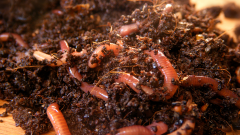 closeup of worms in dirt