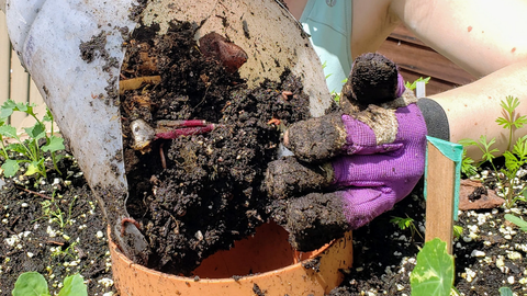 compost being placed into a vertical vegetable garden's compost tube