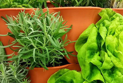 extreme closeup of produce growing in Garden Tower®