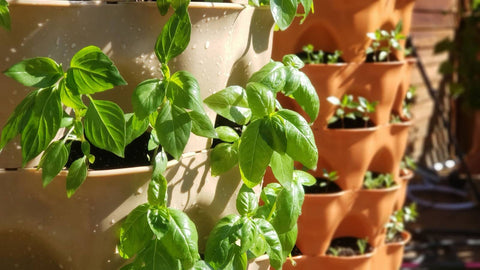 freshly watered herbs growing in two vertical vegetable gardens