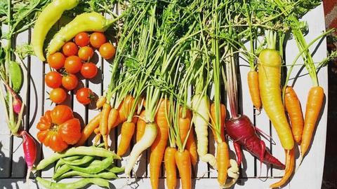 harvest photo of many different vegetables