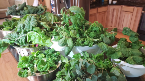 harvested greens from a Garden Tower® sitting on a kitchen counter