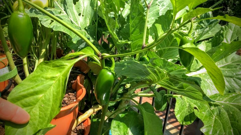multiple green, organic peppers being grown at the top of a vertical vegetable garden