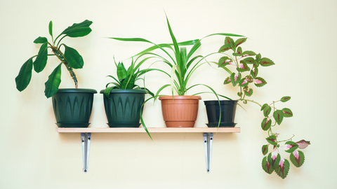 multiple houseplants sitting atop a shelf on the wall