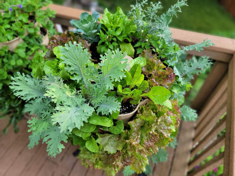 overhead shot of a variety of different salad greens growing in a Garden Tower®