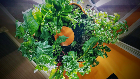 overhead shot of a vertical vegetable garden