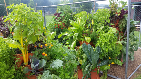 several Garden Towers® growing a variety of different herbs and vegetables