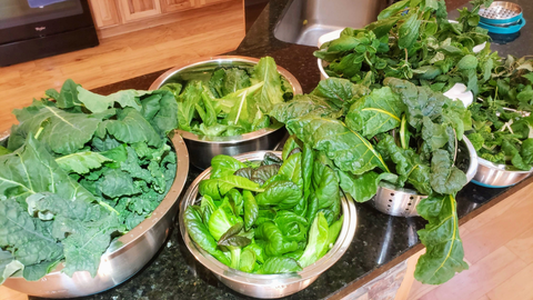 several bowls of salad greens from Garden Tower®