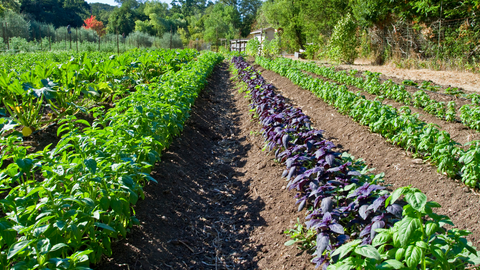 several rows of herbs being grown in a traditional farming field rather than a vertical vegetable garden
